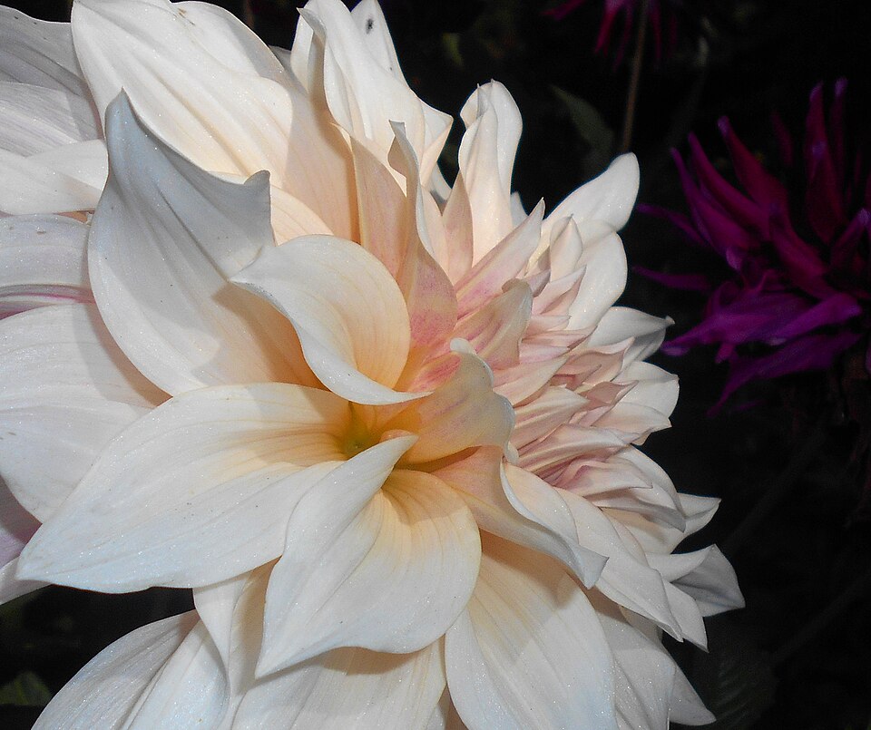 Dahlia 'Cafe au Lait' (Cafe au Lait Dahlia) (alternate view 4)