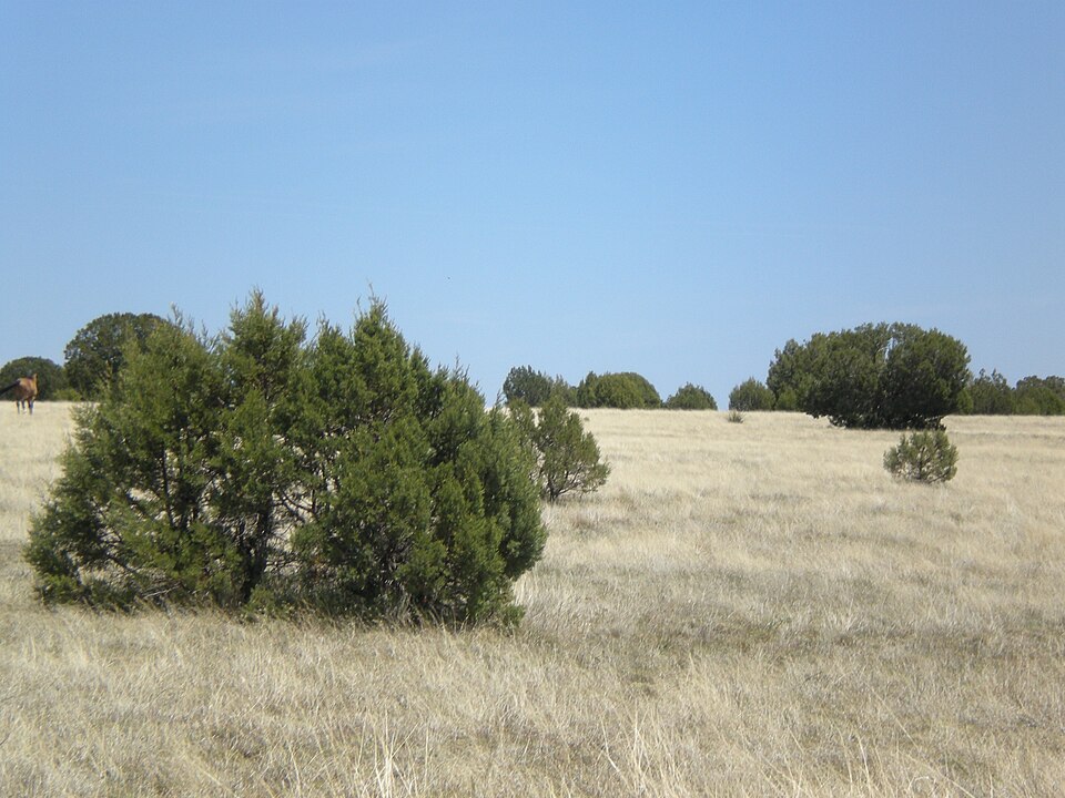 Juniperus monosperma (One-seed Juniper) (alternate view 8)
