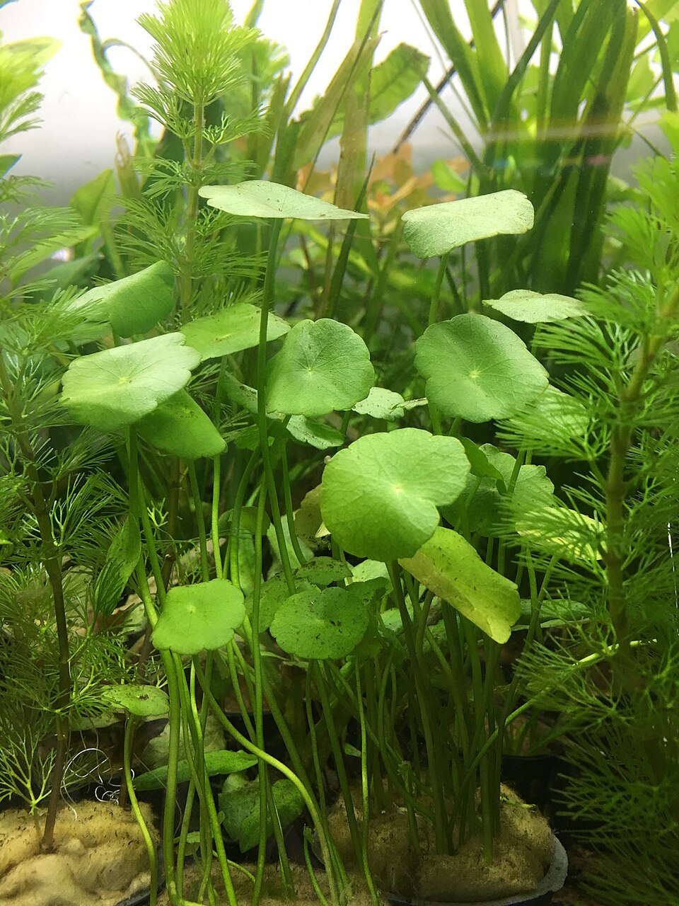 Hydrocotyle umbellata (manyflower marshpennywort) (alternate view 3)