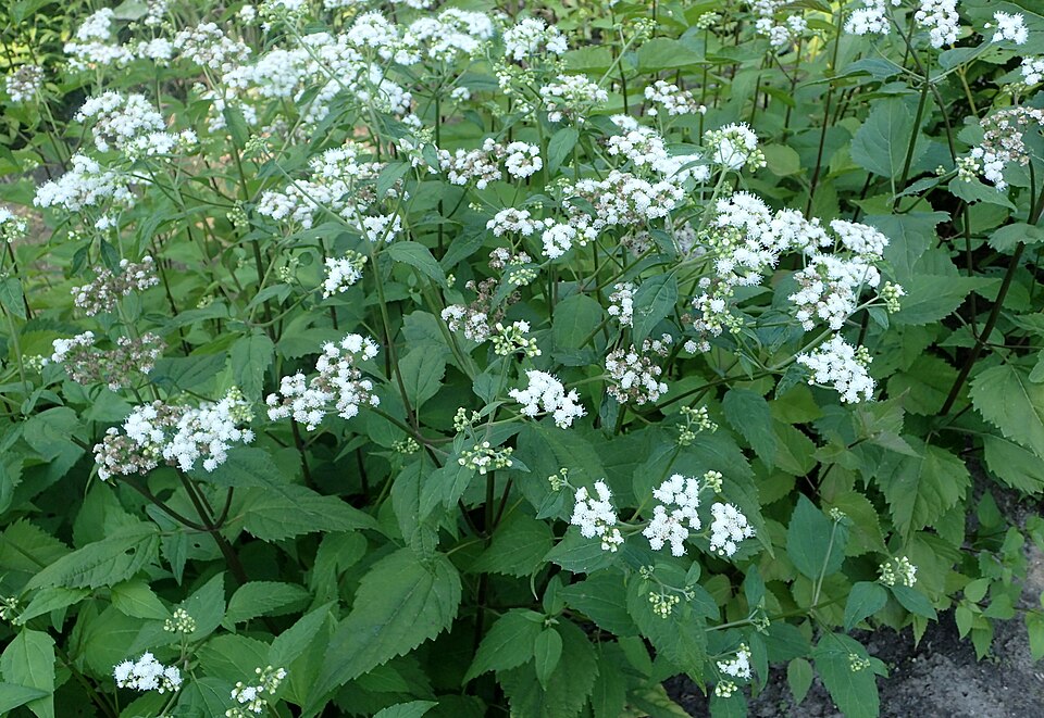 Ageratina havanensis (Shrubby boneset) (alternate view 2)