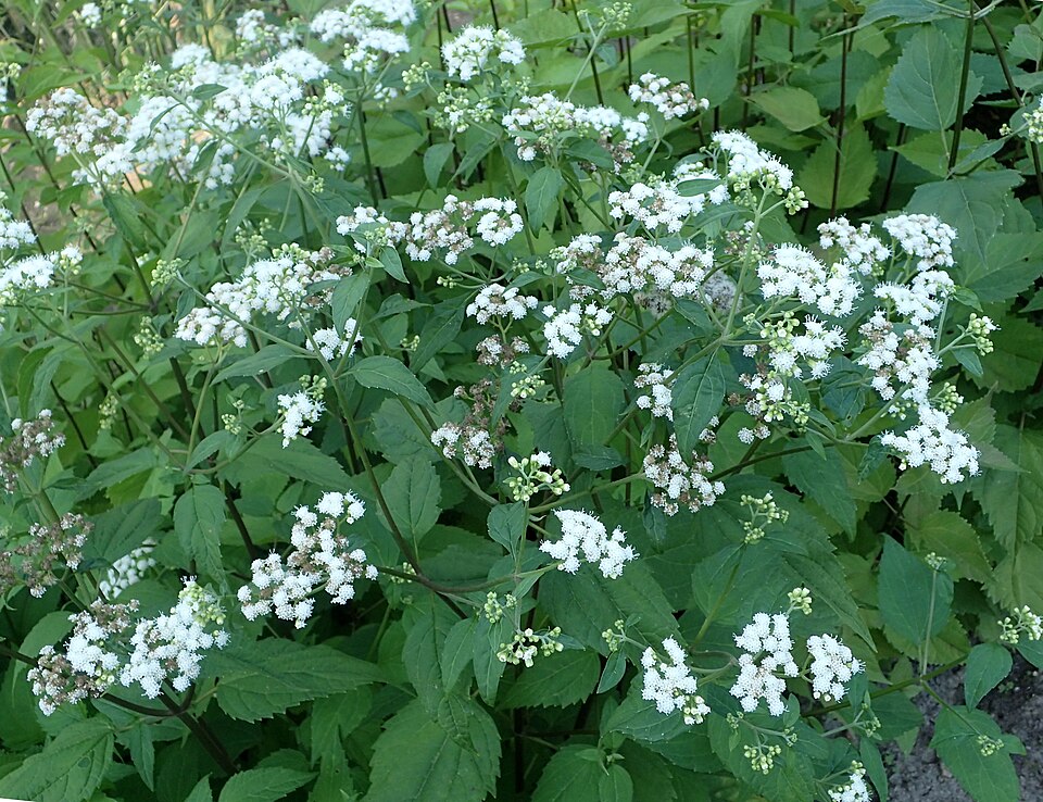 Ageratina havanensis (Shrubby boneset) (alternate view 3)