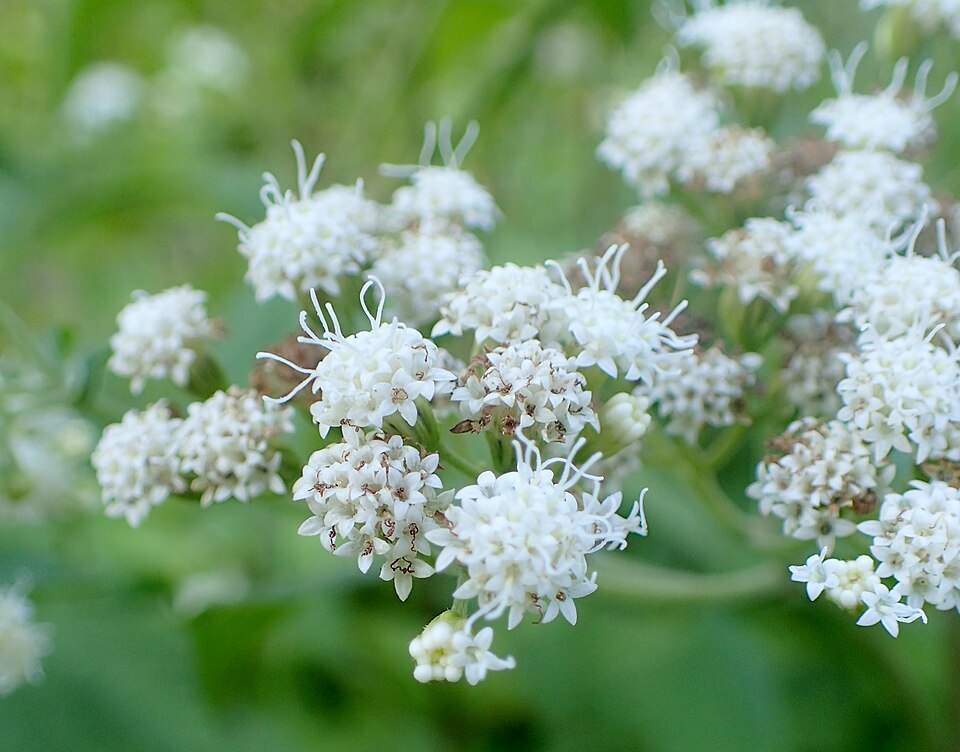 Ageratina havanensis (Shrubby boneset) (alternate view 4)