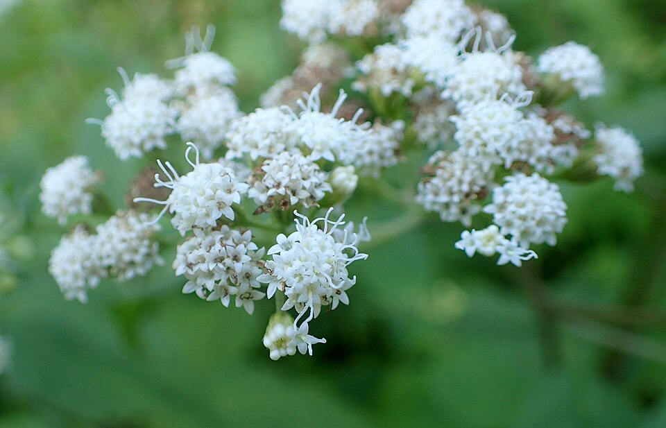 Ageratina havanensis (Shrubby boneset) (alternate view 5)