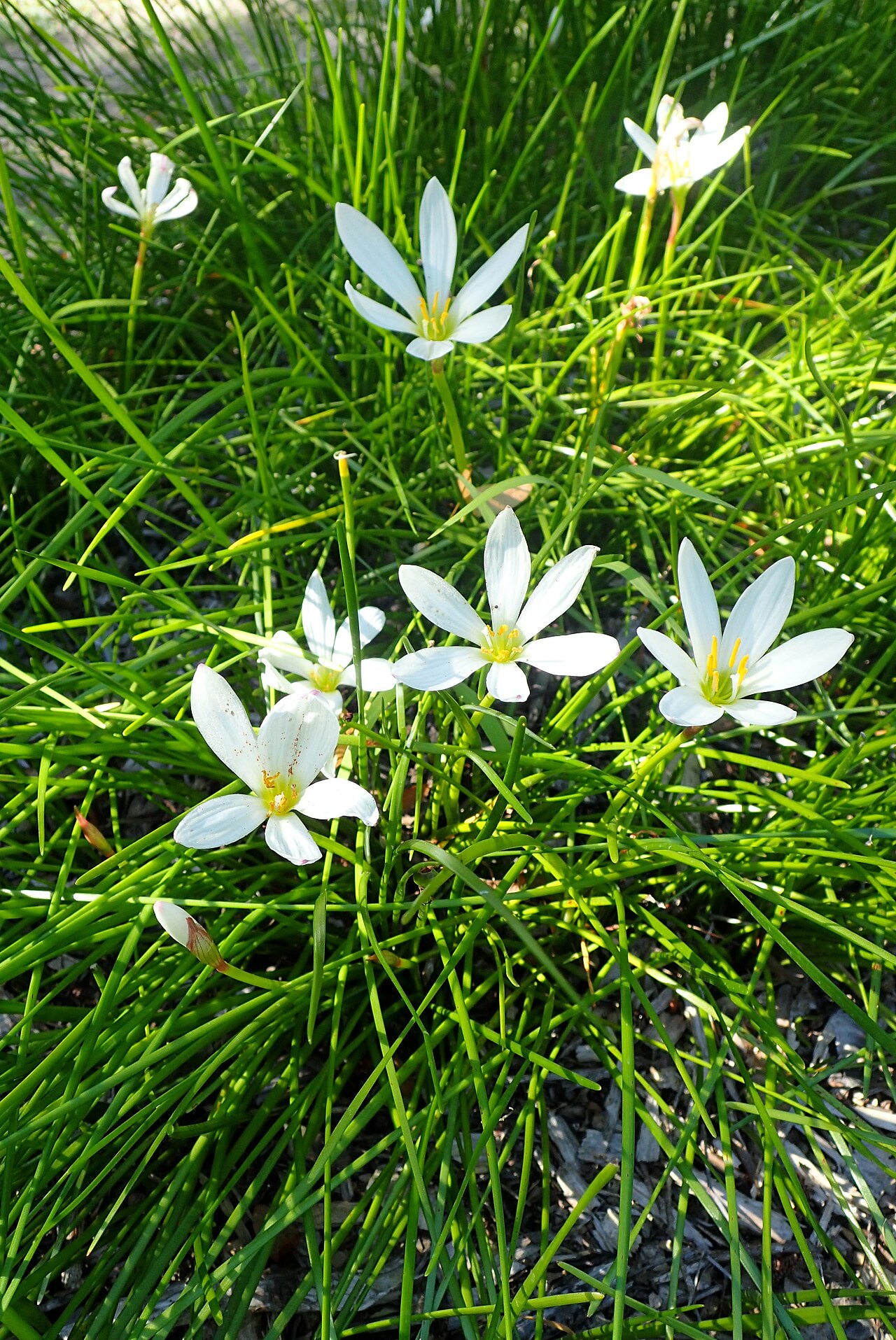 Zephyranthes candida, White rain lily — clumping semi-evergreen (Amaryllidaceae) (image 9 of 10)