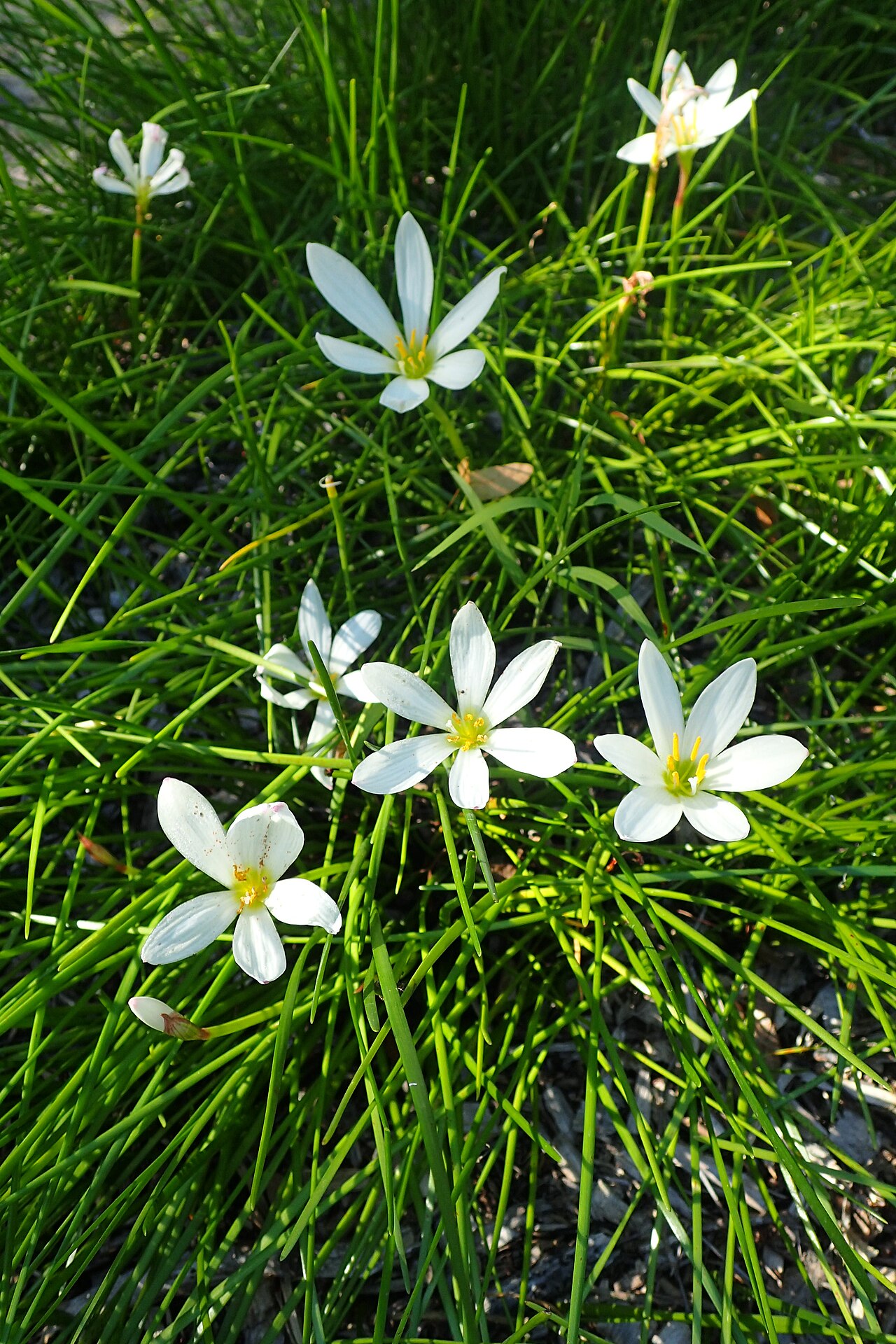 Zephyranthes candida, White rain lily — clumping semi-evergreen (Amaryllidaceae) (image 10 of 10)