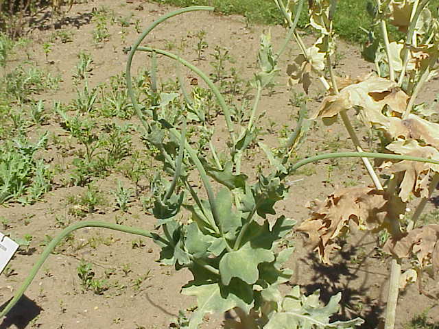 Glaucium flavum (Yellow Horned Poppy)