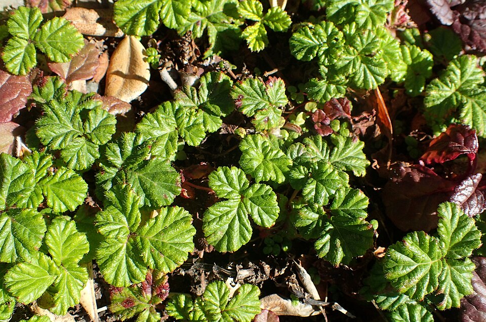 Rubus rolfei (Creeping Bramble) (alternate view 8)