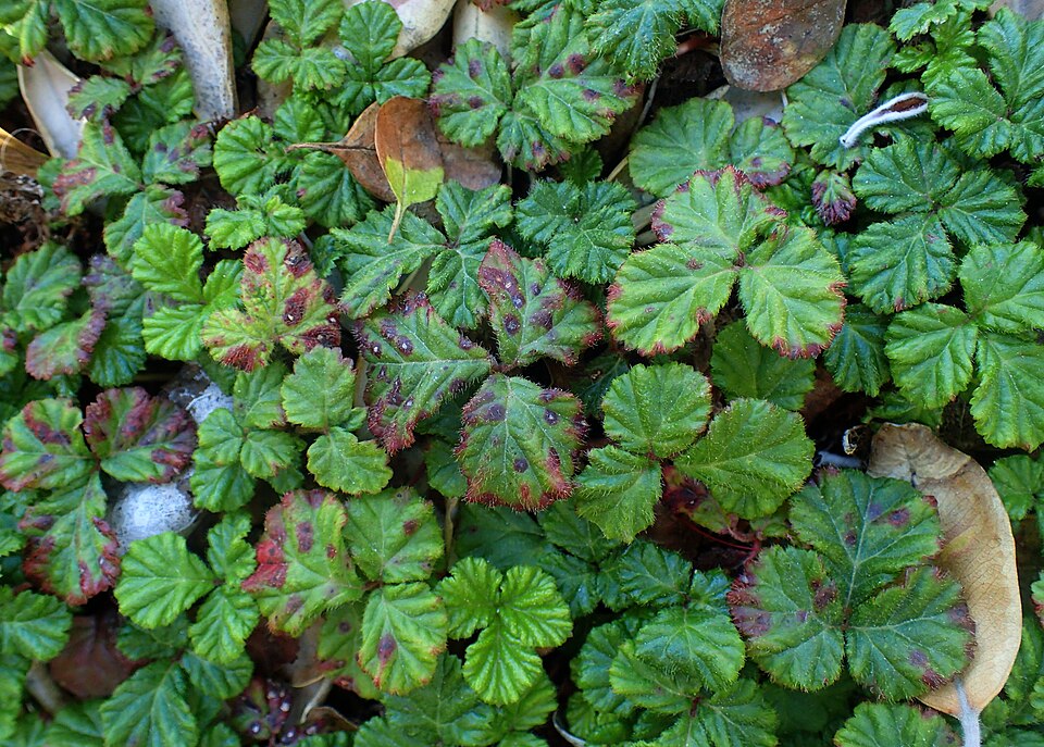 Rubus rolfei (Creeping Bramble) (alternate view 9)