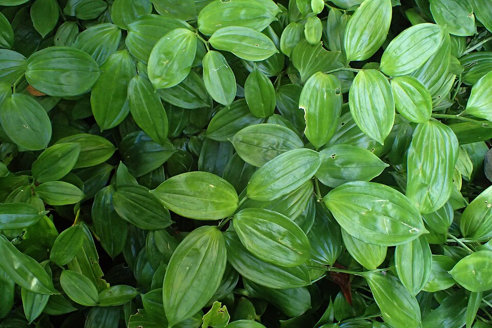 Disporopsis pernyi (Pernyi's Disporopsis) (alternate view 6)