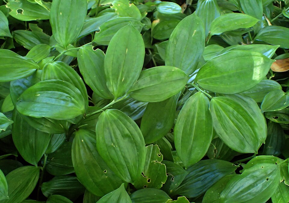 Disporopsis pernyi (Pernyi's Disporopsis) (alternate view 7)