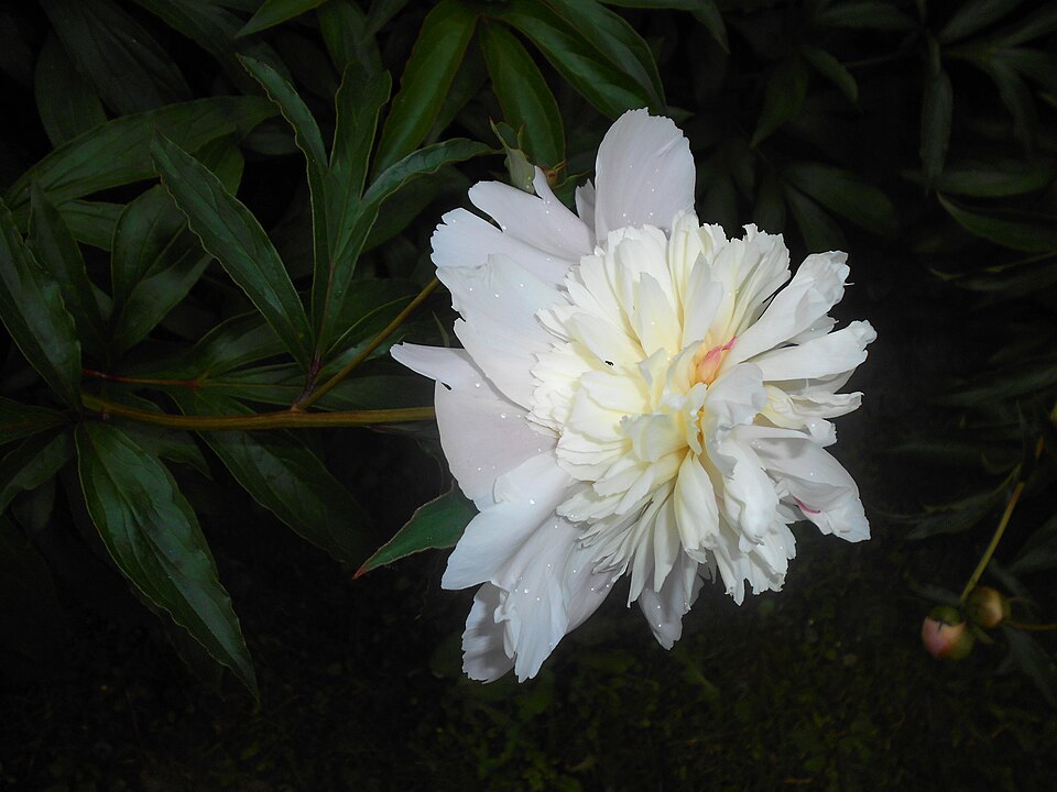 Paeonia lactiflora 'Duchesse de Nemours' (Duchesse de Nemours Peony) (alternate view 4)
