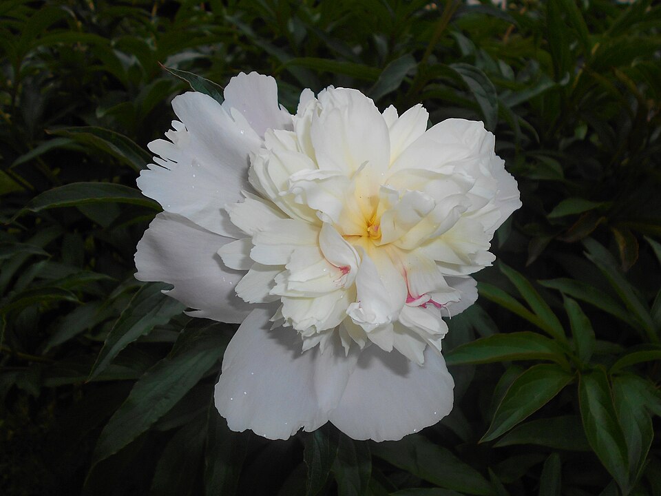 Paeonia lactiflora 'Duchesse de Nemours' (Duchesse de Nemours Peony) (alternate view 5)