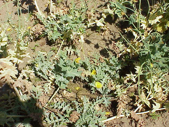 Glaucium flavum (Yellow Horned Poppy)