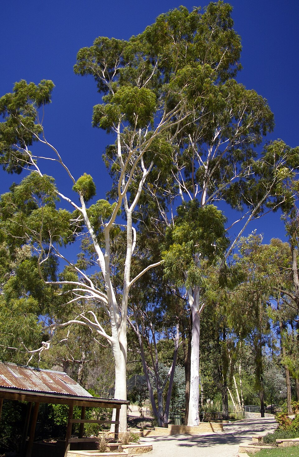 Corymbia citriodora (Lemon-scented gum) (alternate view 8)