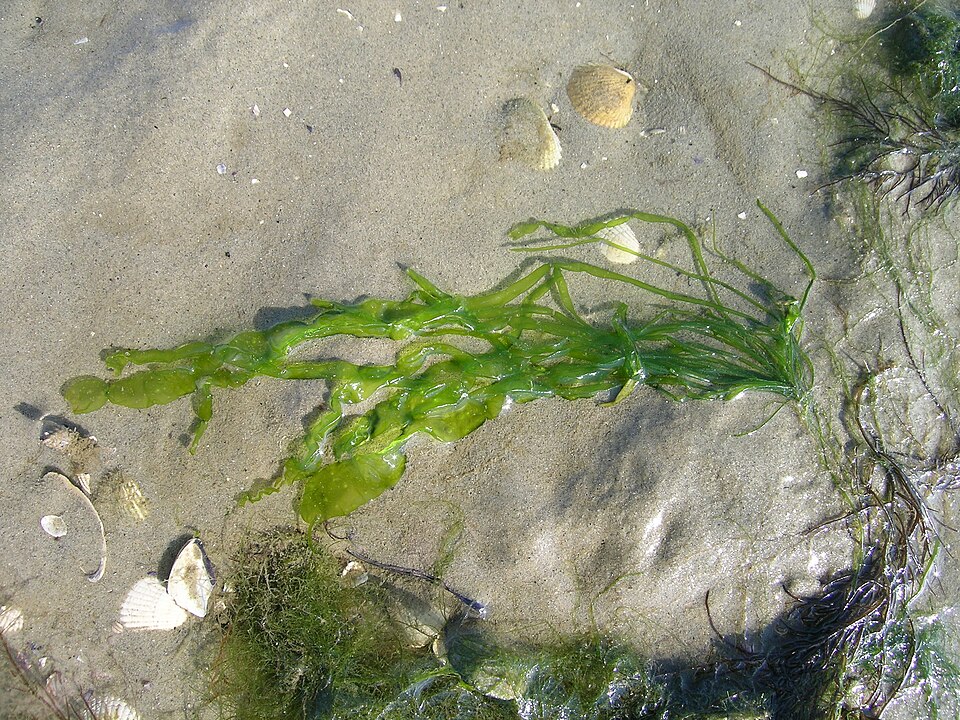 Ulva intestinalis (Gutweed)