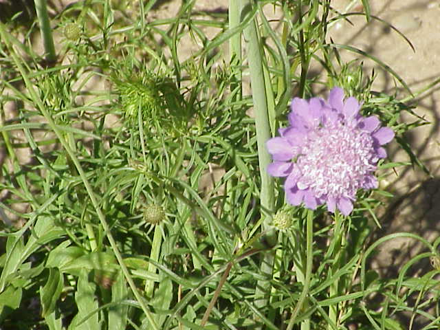 Scabiosa columbaria, Small scabious — clumping semi-evergreen (Caprifoliaceae) (image 1 of 10)