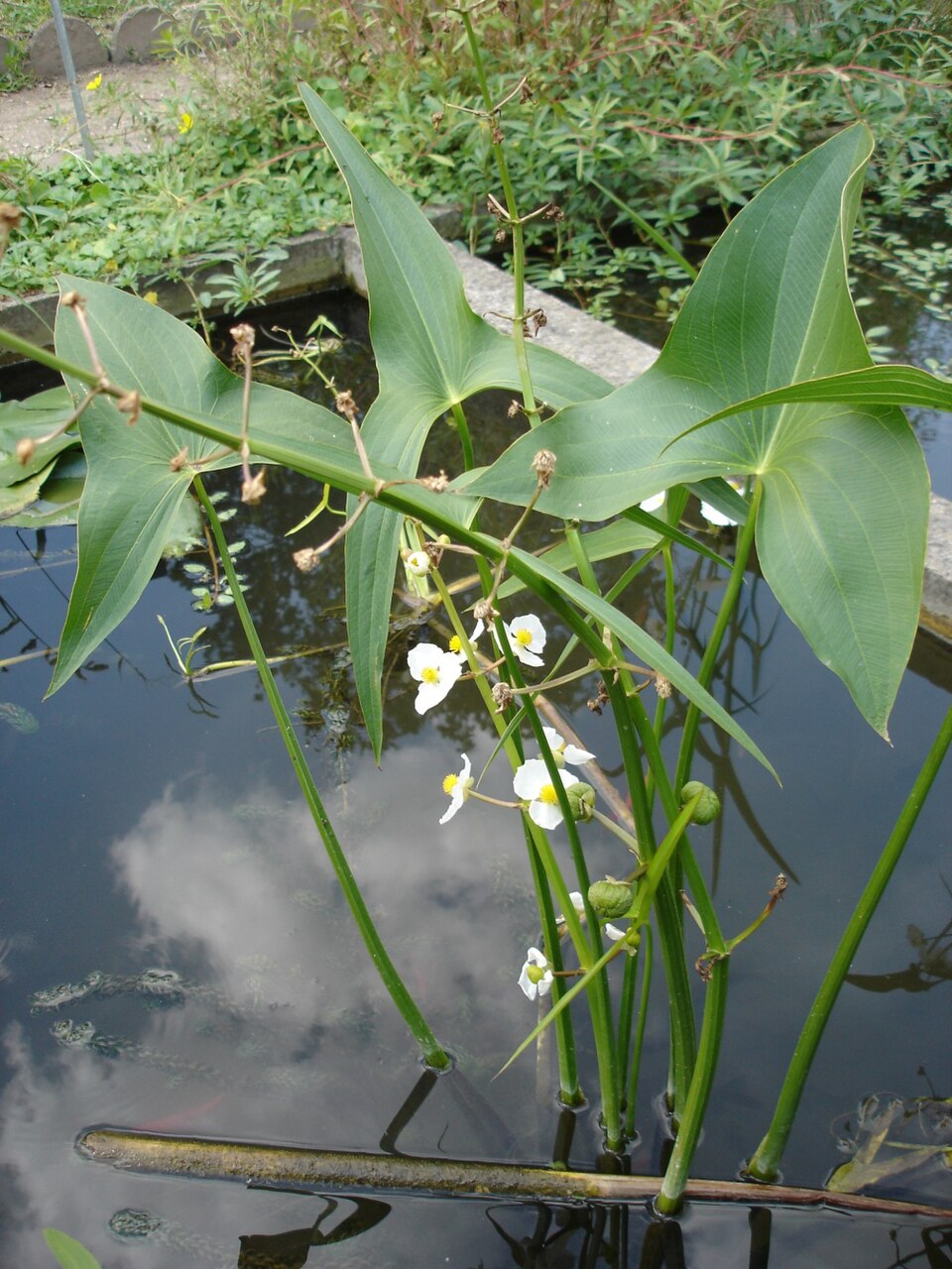 Sagittaria latifolia (Wapato) (alternate view 6)
