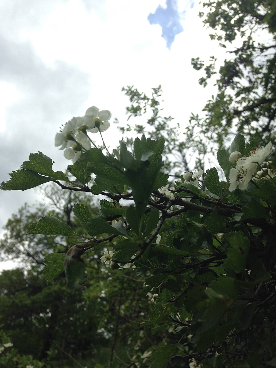 Crataegus (hawthorns) (alternate view 5)