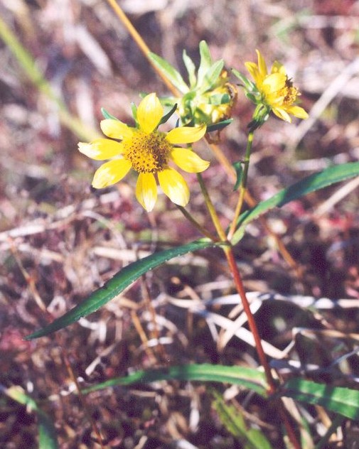 Bidens laevis (Smooth Beggarticks)