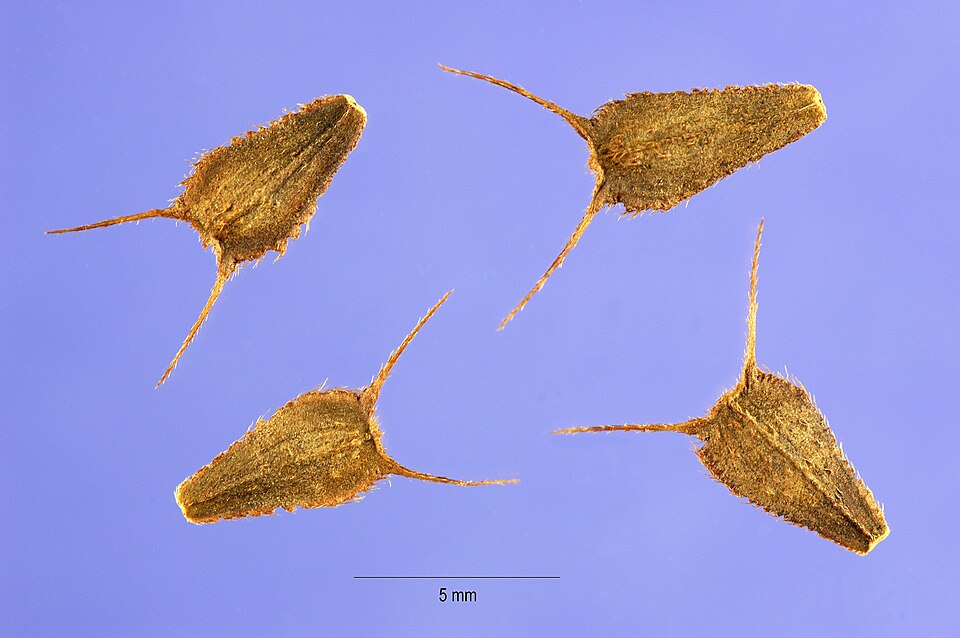 Bidens aristosa (Bearded Beggarticks) (alternate view 7)