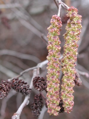 Alnus serrulata (smooth alder) (alternate view 7)