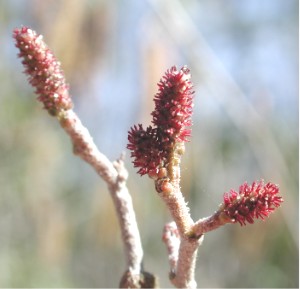 Alnus serrulata (smooth alder) (alternate view 8)