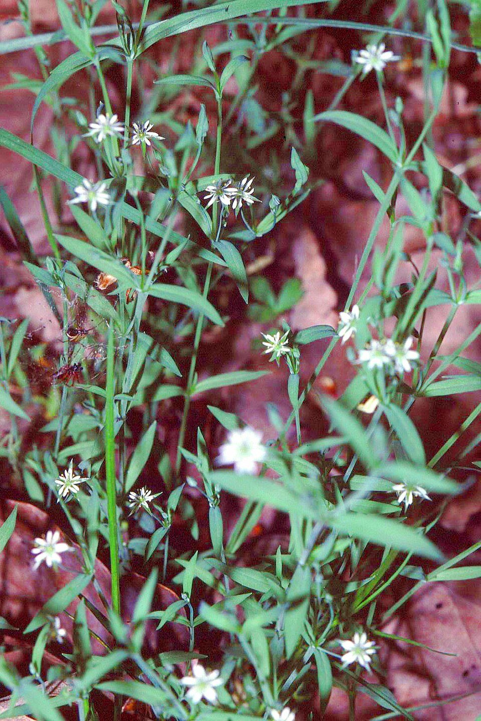 Stellaria alsine (Bog Stitchwort)