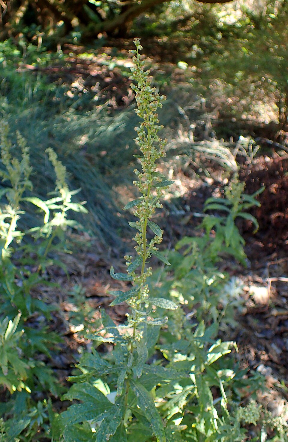 Artemisia douglasiana (California mugwort) (alternate view 5)