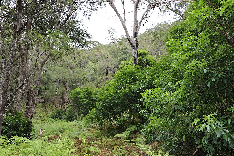 Synoum glandulosum (scentless rosewood) (alternate view 8)