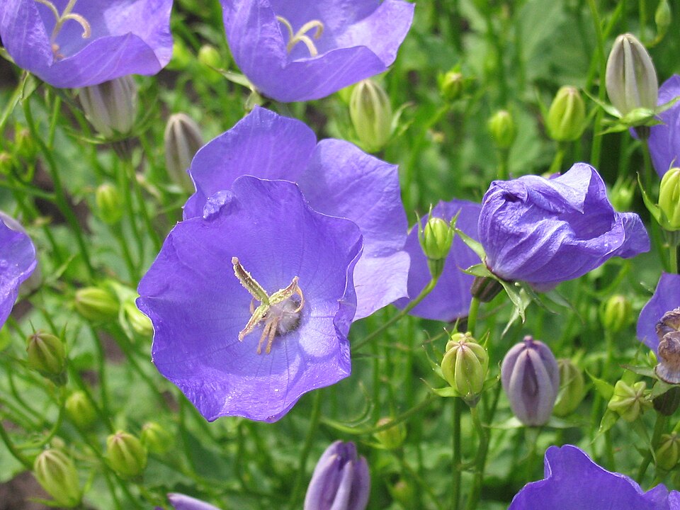 Campanula carpatica (bellflower) (alternate view 8)
