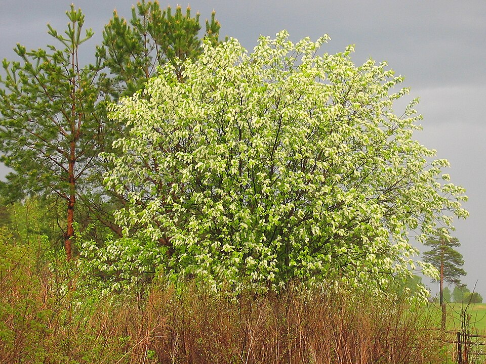Prunus padus (bird cherry)