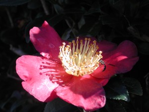 Camellia vernalis 'Yuletide' (Yuletide Camellia)