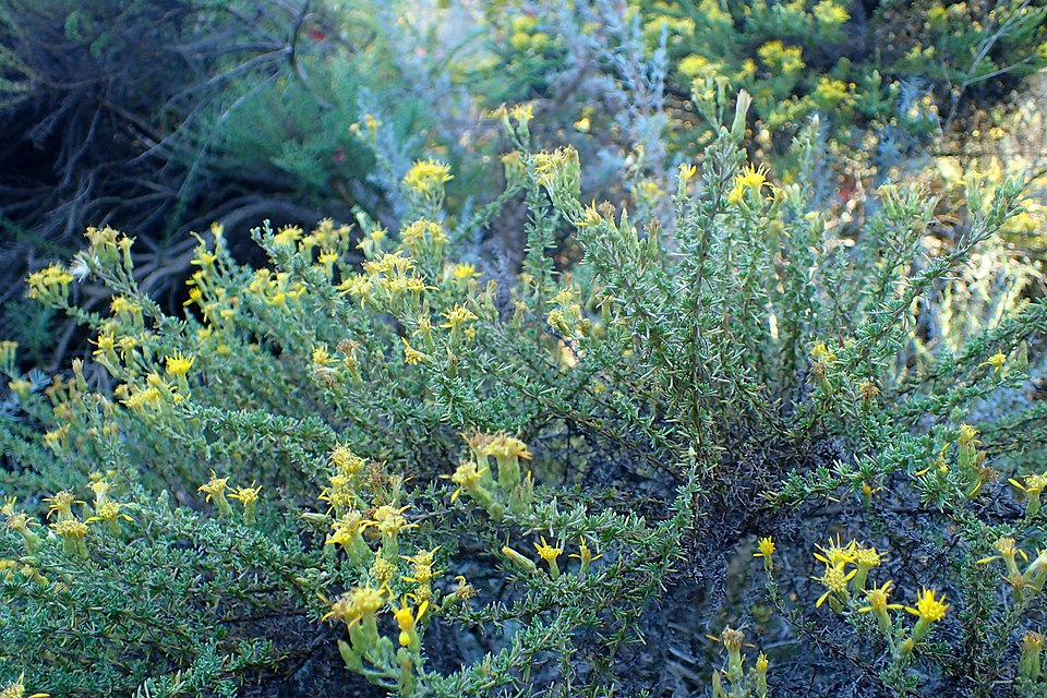Ericameria ericoides (California Goldenbush) (alternate view 7)