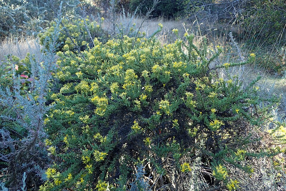 Ericameria ericoides (California Goldenbush) (alternate view 8)