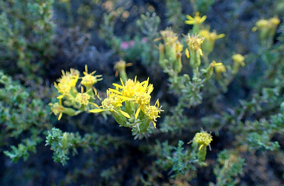 Ericameria ericoides (California Goldenbush) (alternate view 9)