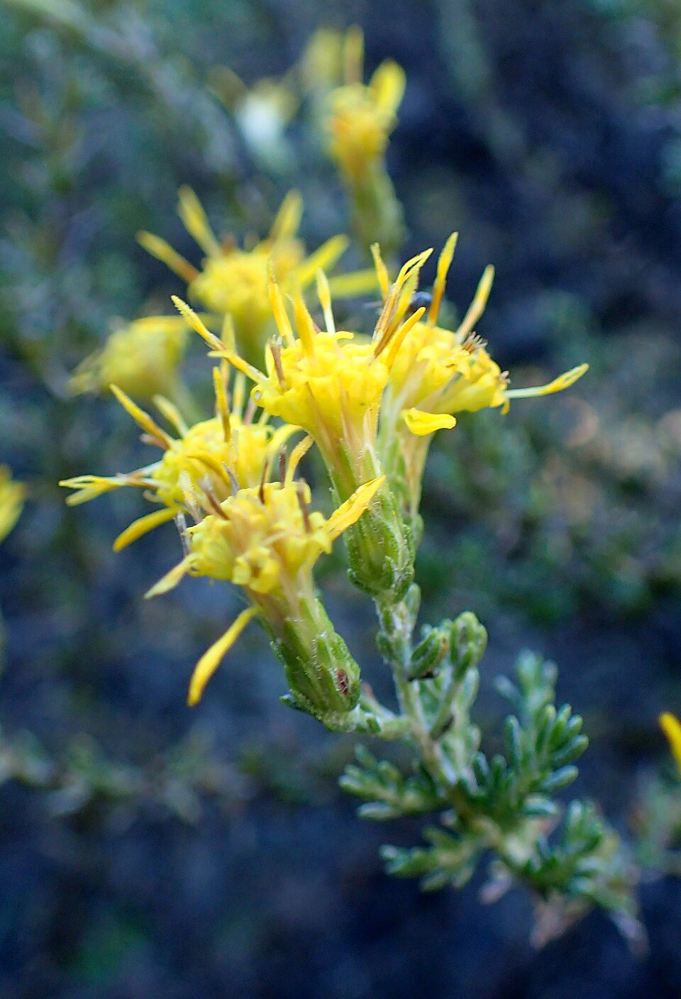 Ericameria ericoides (California Goldenbush) (alternate view 10)