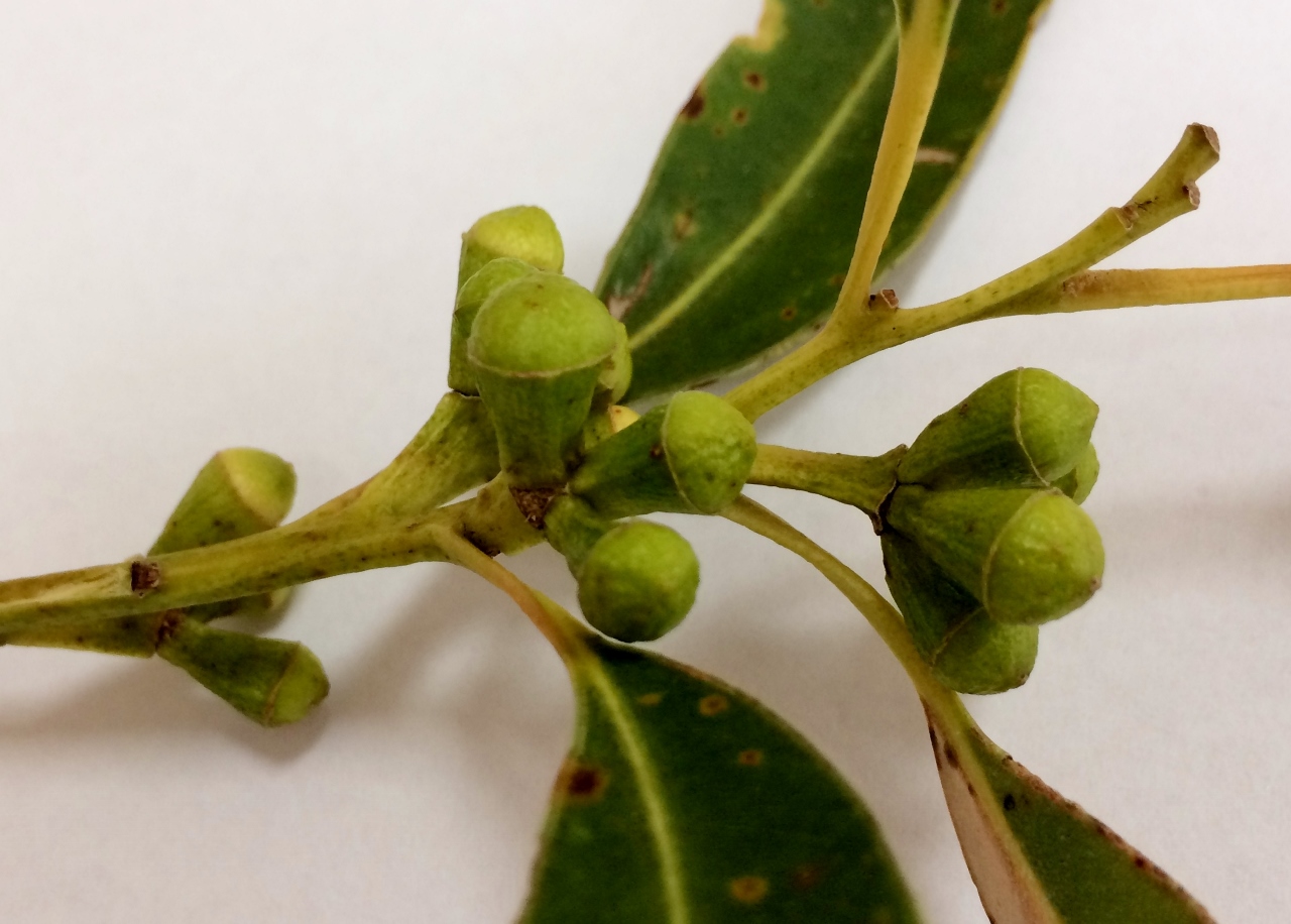 Eucalyptus saligna, Sydney blue gum — upright evergreen (Myrtaceae) (image 3 of 10)