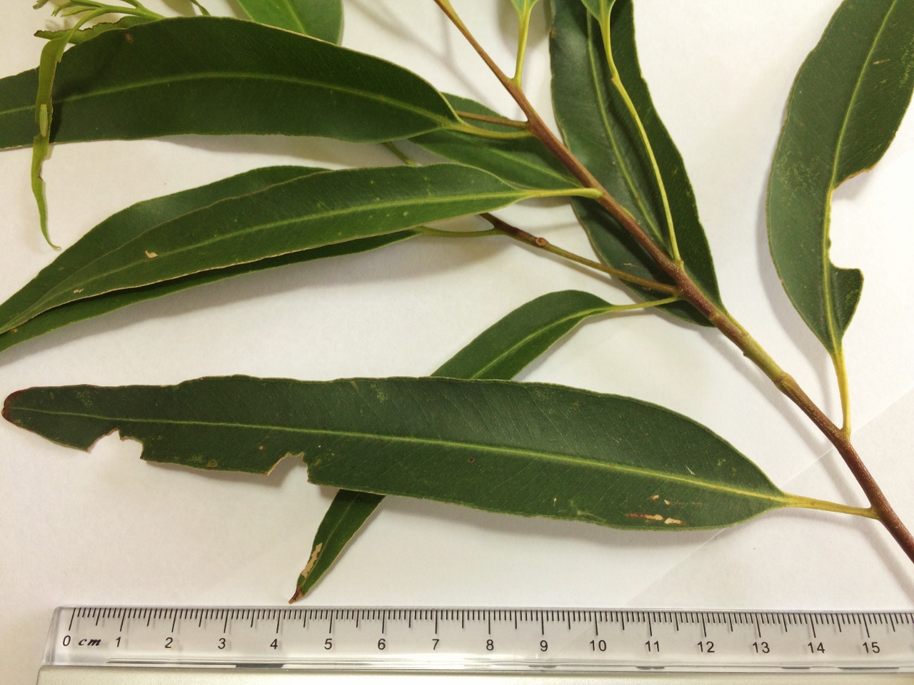 Eucalyptus saligna, Sydney blue gum — upright evergreen (Myrtaceae) (image 4 of 10)