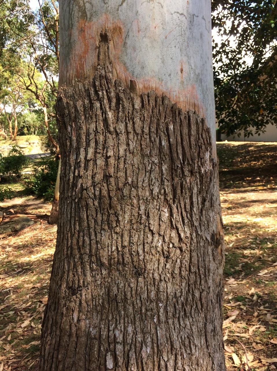 Eucalyptus saligna, Sydney blue gum — upright evergreen (Myrtaceae) (image 5 of 10)