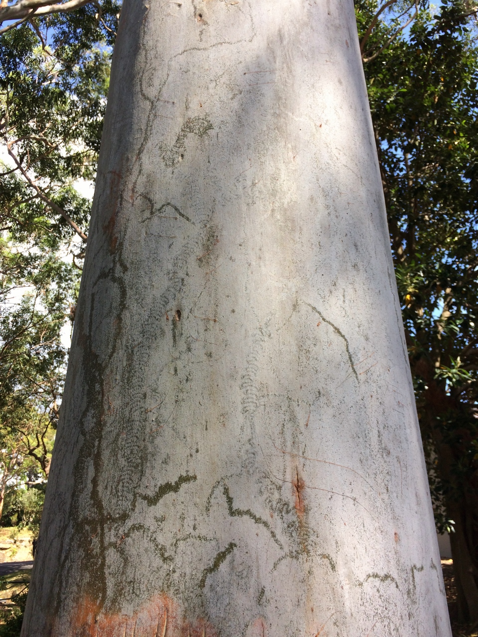 Eucalyptus saligna, Sydney blue gum — upright evergreen (Myrtaceae) (image 6 of 10)