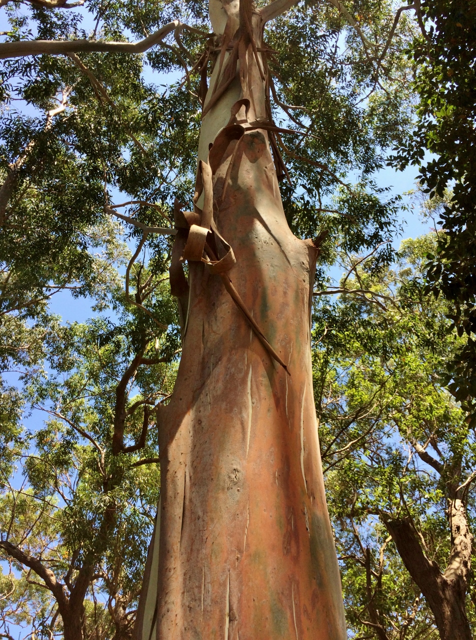 Eucalyptus saligna, Sydney blue gum — upright evergreen (Myrtaceae) (image 7 of 10)