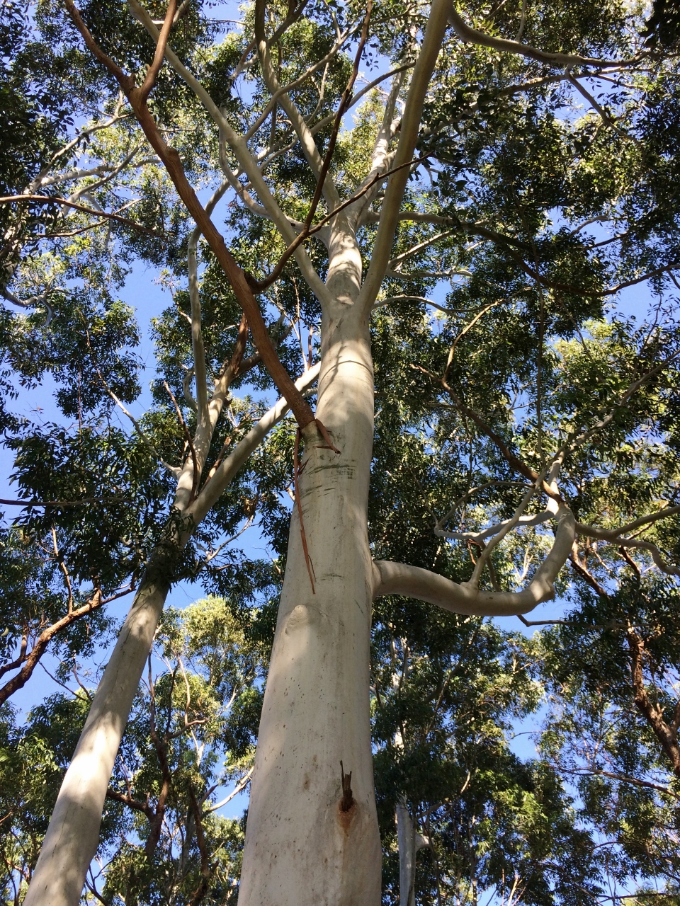 Eucalyptus saligna, Sydney blue gum — upright evergreen (Myrtaceae) (image 8 of 10)