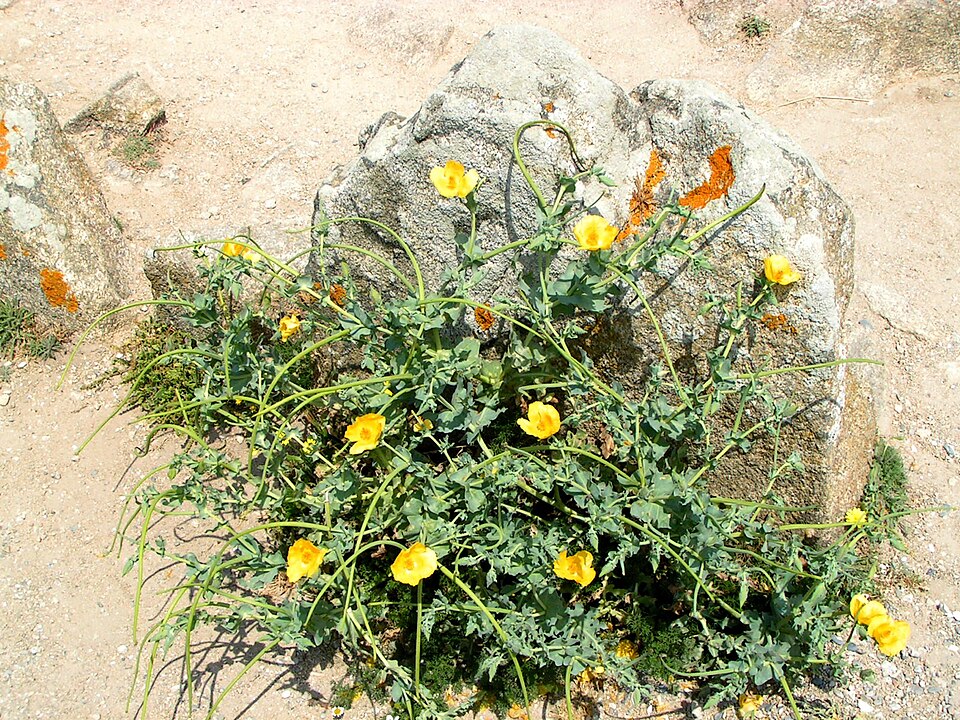 Glaucium flavum (Yellow Horned Poppy)
