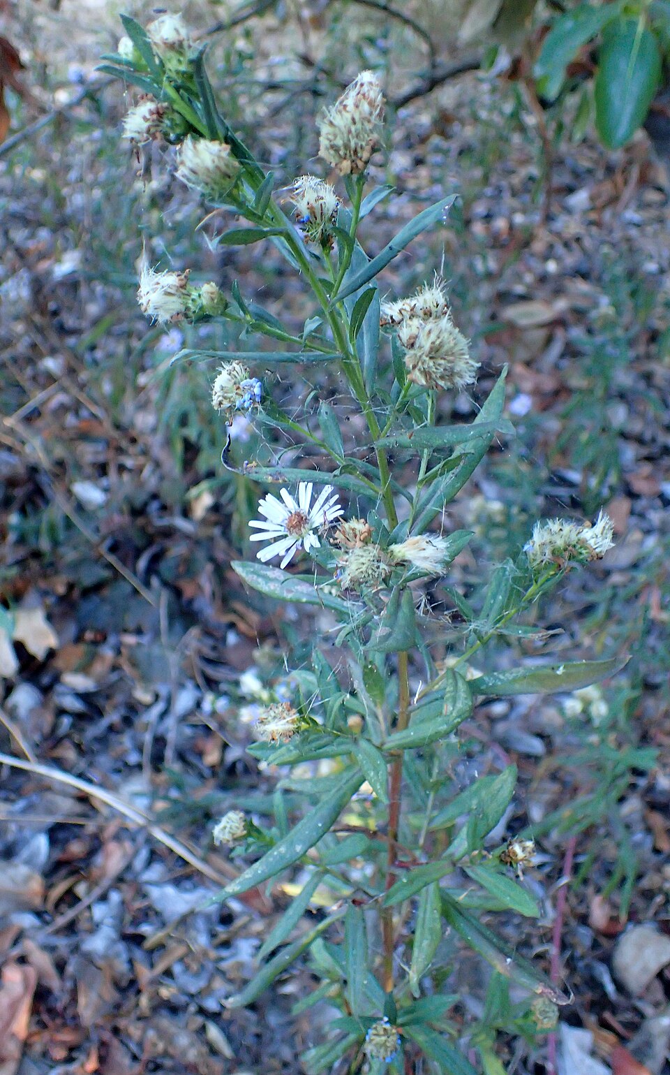 Symphyotrichum chilense (Pacific Aster) (alternate view 7)