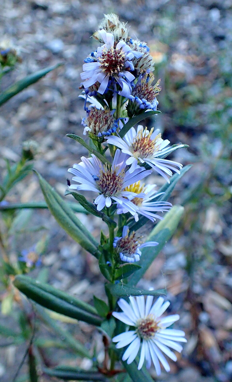 Symphyotrichum chilense (Pacific Aster) (alternate view 8)