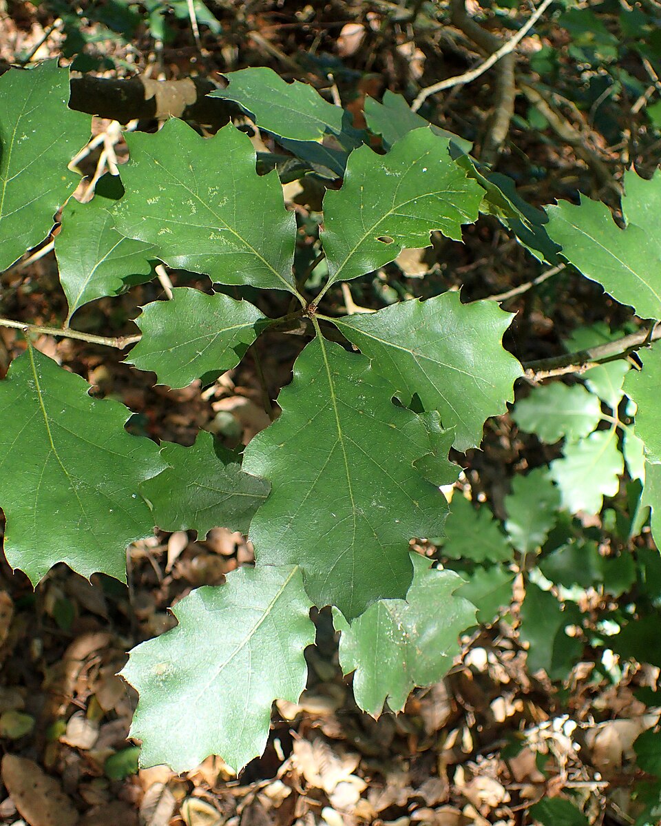 Quercus × morehus (Oracle Oak)