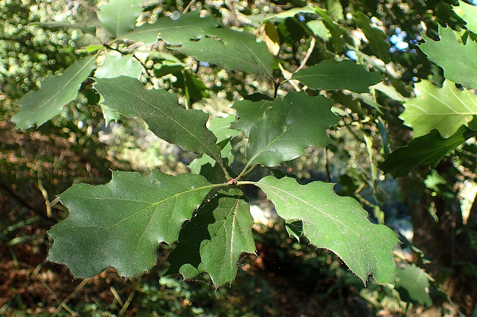 Quercus × morehus (Oracle Oak) (alternate view 2)