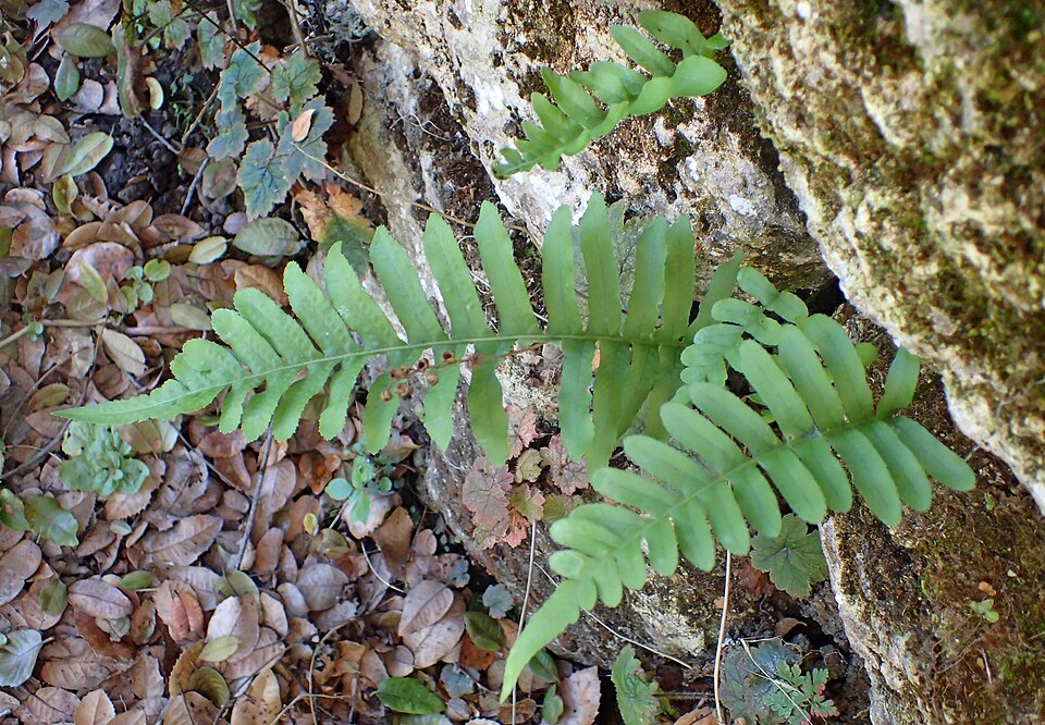 Polypodium californicum (California Polypody) (alternate view 4)