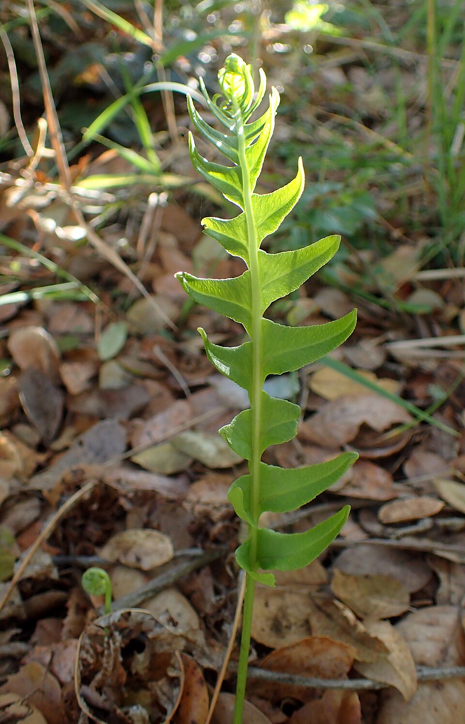 Polypodium californicum (California Polypody) (alternate view 5)