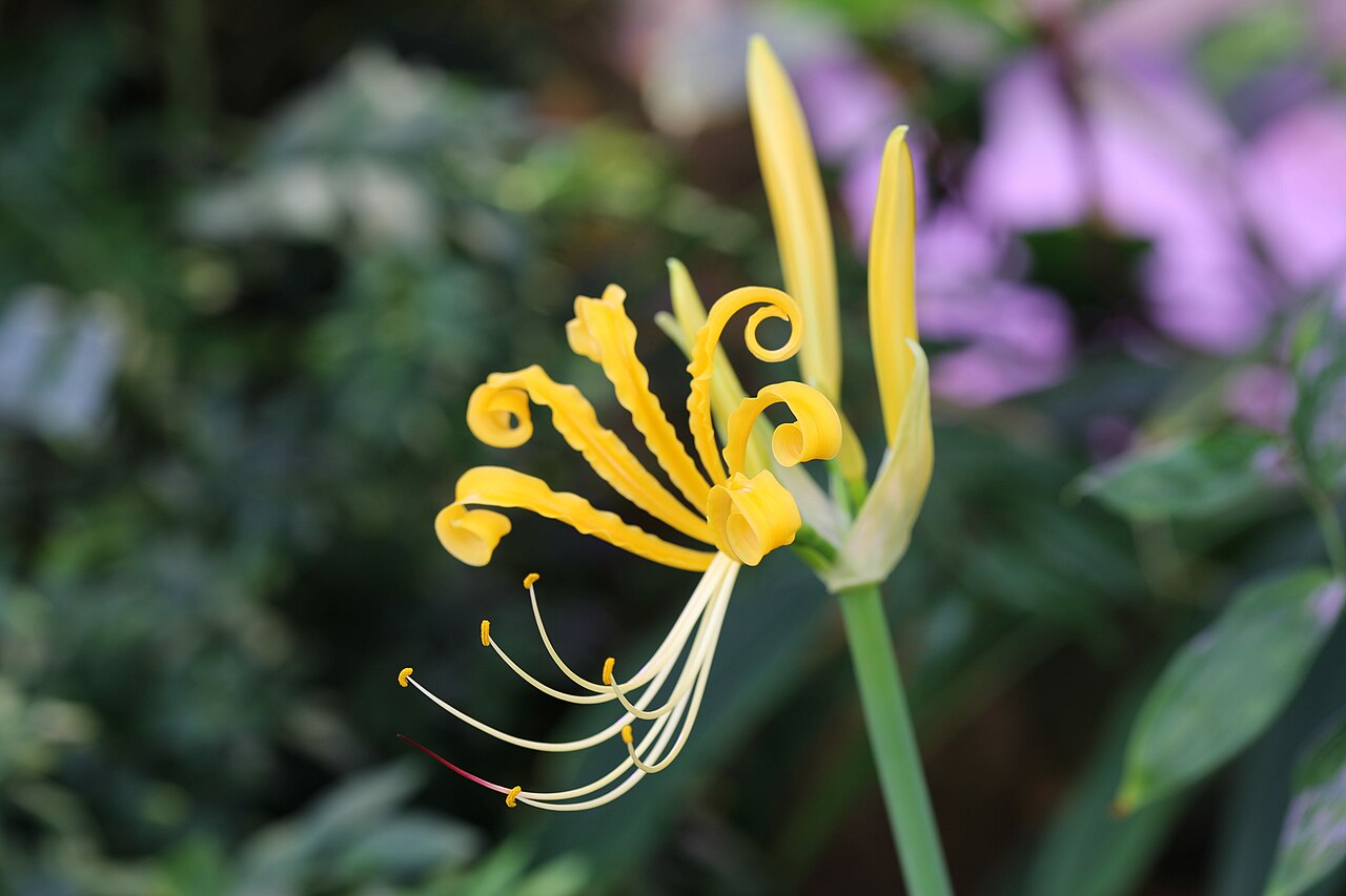 Lycoris aurea, Golden spider lily — clumping deciduous (Amaryllidaceae) (image 6 of 10)